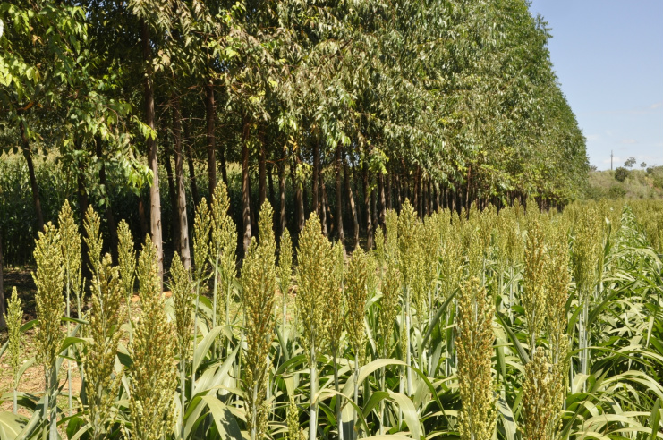 Embrapa e PNUD unem-se em projeto para preservar biodiversidade