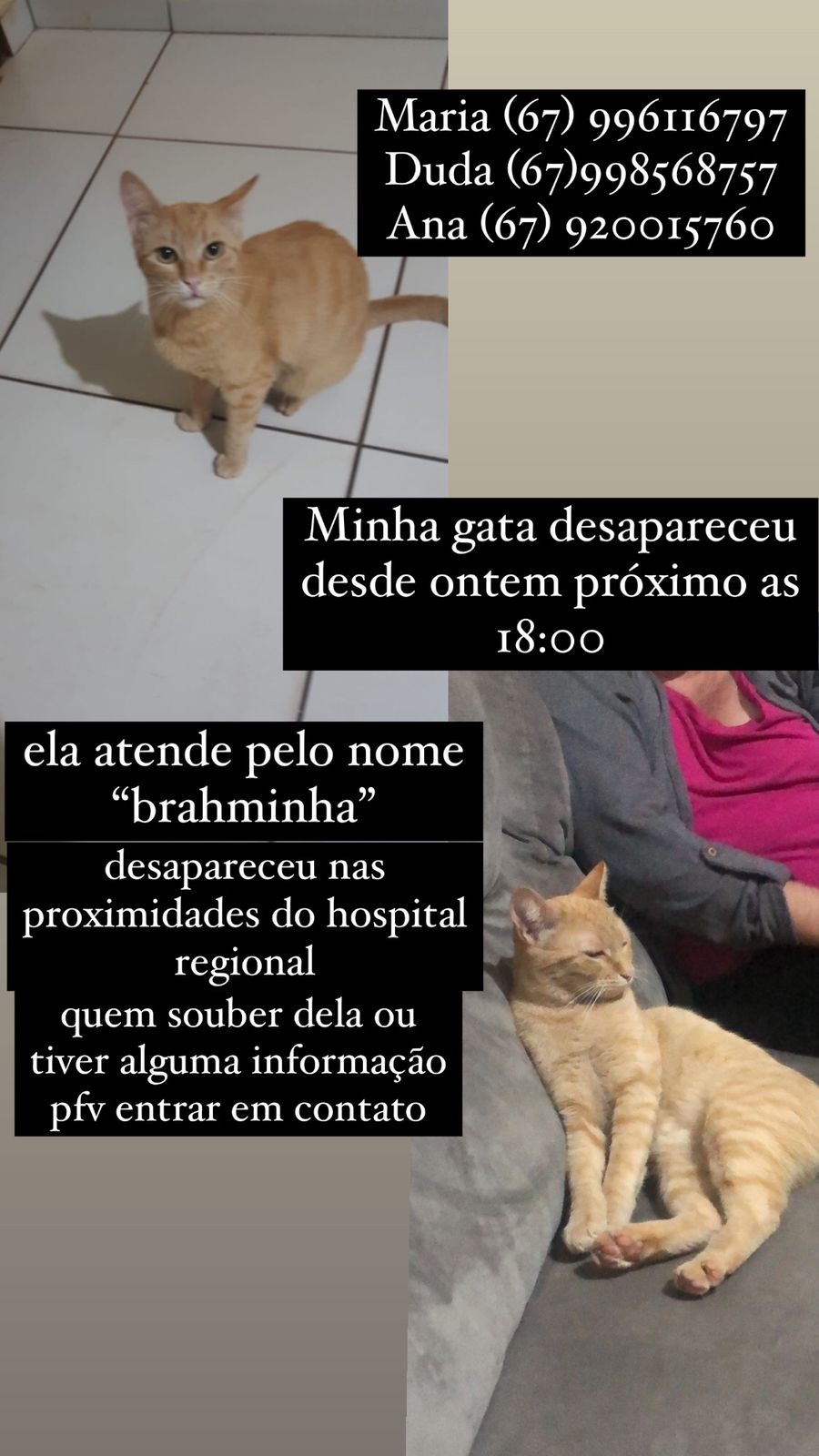 Procura-se por Brahminha, gata que desapareceu no domingo (26) em Amambai Procura-se por Brahminha, gata que desapareceu no domingo (26) em Amambai