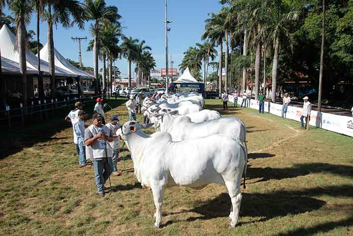 Expo Nelore MS já soma 500 animais inscritos para julgamento Expo Nelore MS já soma 500 animais inscritos para julgamento