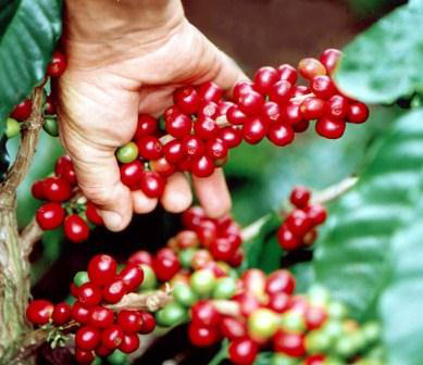 Brasil firma parceria internacional para estimular produção sustentável de café