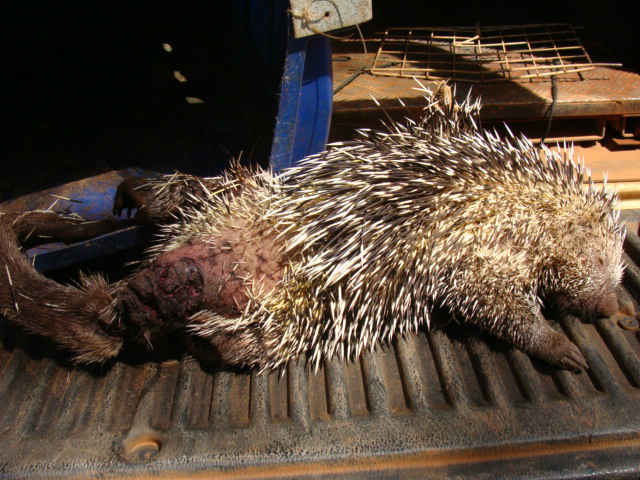 Ouriço atacado por cão, encaminhado pela PMA, chega morto à Capital