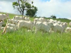 Mapa promove ações que garantem bem-estar animal