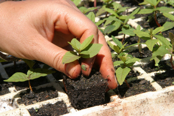 Agricultura Familiar: Governo investe R$ 51 milhões e leva assistência a 70 mil famílias Agricultura Familiar: Governo investe R$ 51 milhões e leva assistência a 70 mil famílias