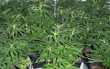 Possibilidade de produção legal de maconha para uso terapêutico chamou atenção de empresários 