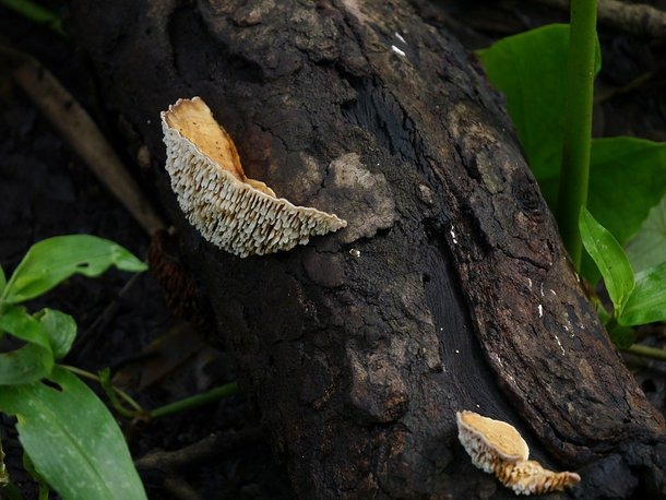 6 exemplos de guerras químicas que acontecem na natureza (Fonte: Wikimedia Commons)
