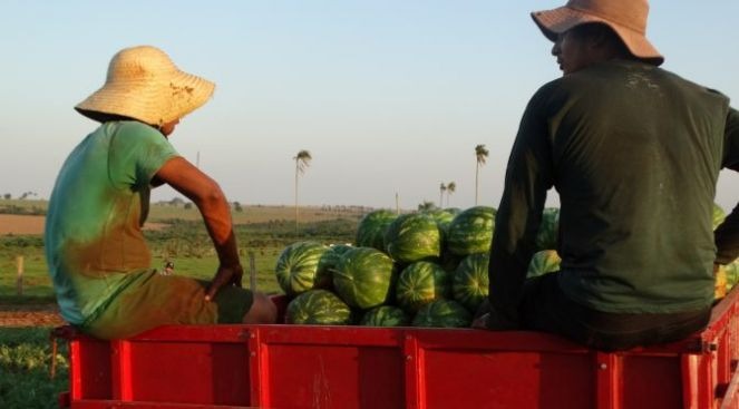 Tecnofam discutirá sobre tecnologias e conhecimentos para agricultura familiar Tecnofam começa nesta terça-feira (Foto: )