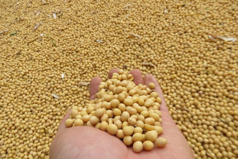 Usda eleva produção de soja dos EUA em 900 mil toneladas Foto: Ascom Famasul
