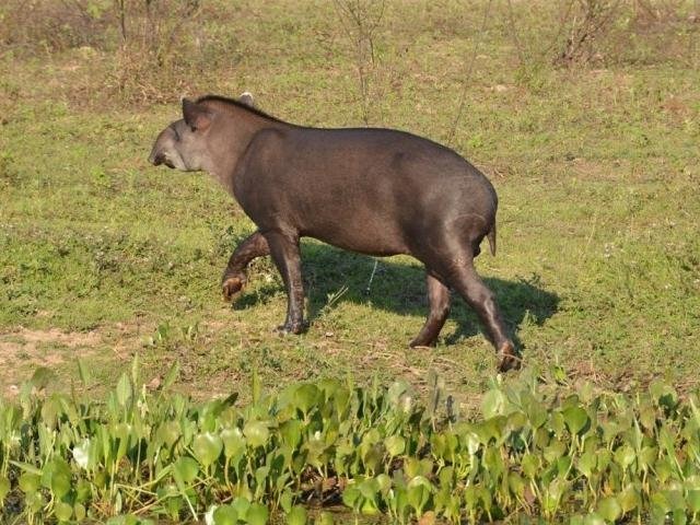 Alvo do estudo, a anta brasileira é um dos animais prejudicados pelos agrotóxicos.