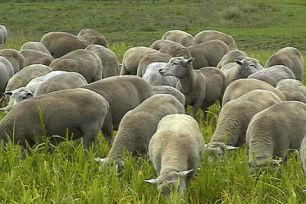 Produtor vê potencial para criação de ovinos Mato Grosso do Sul Produtor vê potencial para criação de ovinos Mato Grosso do Sul