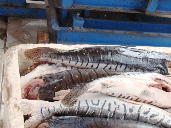 PMA autua comerciante em R$ 4,38 mil, por transporte de 184 kg de pescado
