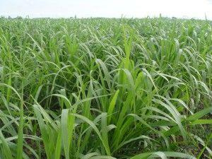 Formação e recuperação de pastagens começam com período chuvoso