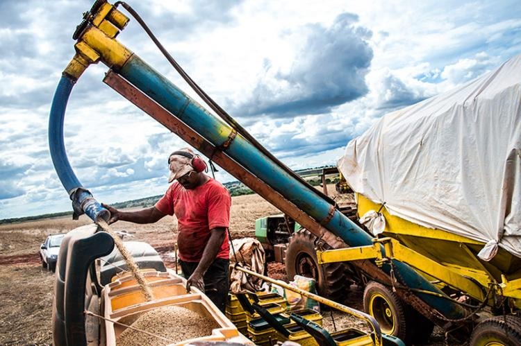 Agropecuária registrou saldo positivo na geração de empregos em MS Foto: divulgação