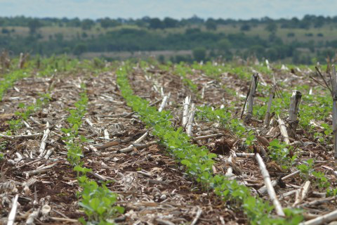 Plantio de soja atinge a marca de 60% da área em MS Foto: Ascom Famasul