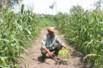 Agricultura Familiar: Governo investe R$ 51 milhões e leva assistência a 70 mil famílias Agricultura Familiar: Governo investe R$ 51 milhões e leva assistência a 70 mil famílias