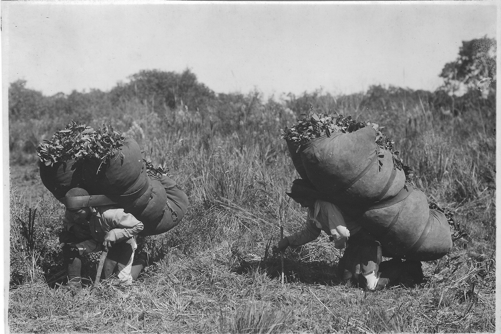 Cia. Erva Mate Laranjeira: a história de Amambai passa por seus ervais Cia. Erva Mate Laranjeira: a história de Amambai passa por seus ervais
