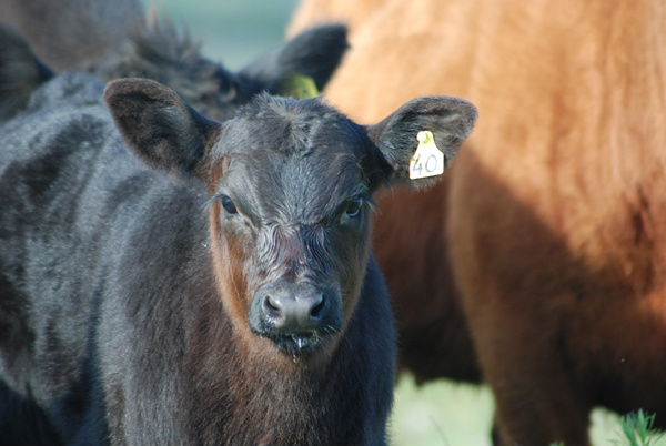 Brasil deve comercializar cerca de três milhões de sêmen da raça Angus