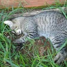 ONG denuncia envenenamento de gatos em Amambai Um dos gatos encontrados já sem vida pelos voluntários da ONG. Foto: ONG Adote um Campeão de 4 Patas