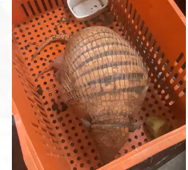 Tatu fêmea foi encontrada pelos bombeiros em trabalho de parto / Foto: Corpo de Bombeiros