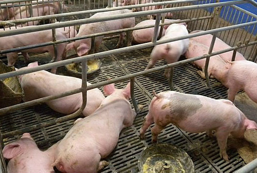 Método para clonagem não é novo, aplicação em produção em massa é