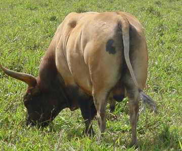 Estudo revela que Curraleiro e Pé-Duro são a mesma raça