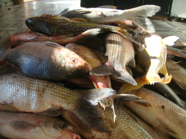 PMA autua 05 pescadores no rio Cachoeirão e apreendem 25 kg de pescado