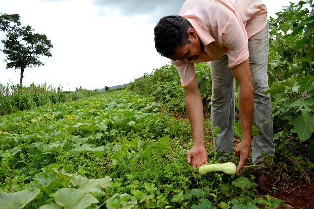 Programa destina frutas e legumes de assentamento para comercialização O foco é o desenvolvimento do produtor por meio do ATER – Assistência Técnica e Extensão Rural / Foto: Divulgação