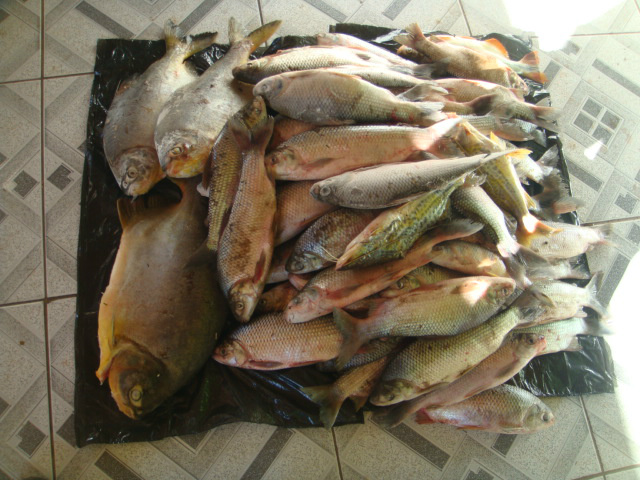 PMA autua 05 pescadores no rio Cachoeirão e apreendem 25 kg de pescado