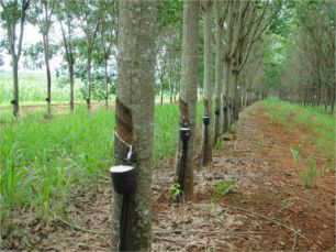 Brasil cultiva 1% da produção mundial de seringueira