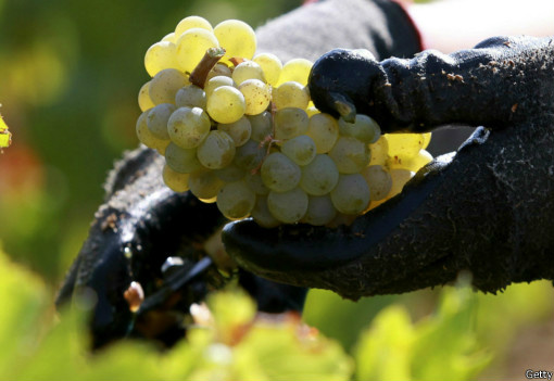 O momento da colheita determina o resto da linha de produção do vinho