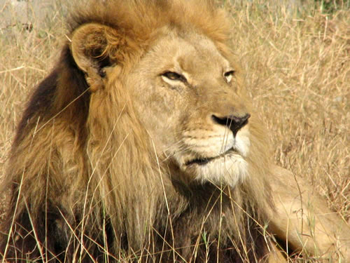 Animais são ameaçados por avanço da agricultura, redução de seu habitat e caça ilegal