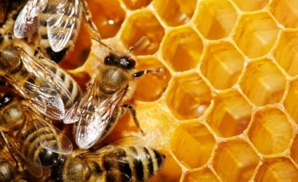 Amambai é considerado o terceiro município em produção de mel no MS