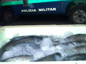 Pescado será doado para instituições(Foto: Divulgação/ PMA)