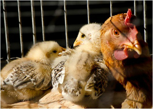 Alta no preço do milho encarece frango Alta no preço do milho encarece frango