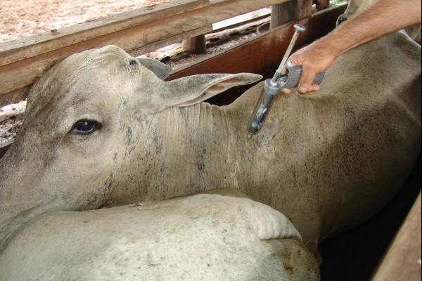 Região Sanitária 1 (Planalto): de 1º a 31 de maio, vacinação de todo o rebanho bovino e bubalino