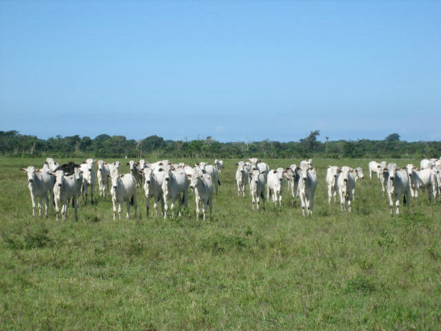 Estoque de animais machos para 2013 em MS deve manter mercado estável Em relação a mercado, a boa oferta de machos isoladamente não garante altos preços para o setor.