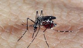 Aedes aegypti