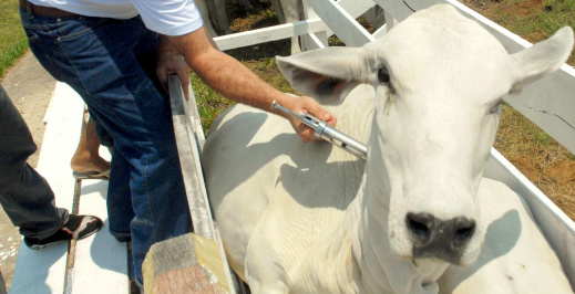 Coopersa promove campanha Vacina Aftosa e medicamentos veterinários No dia 1º de novembro teve início MS, a segunda etapa de vacinação contra febre aftosa / Foto: Assessoria