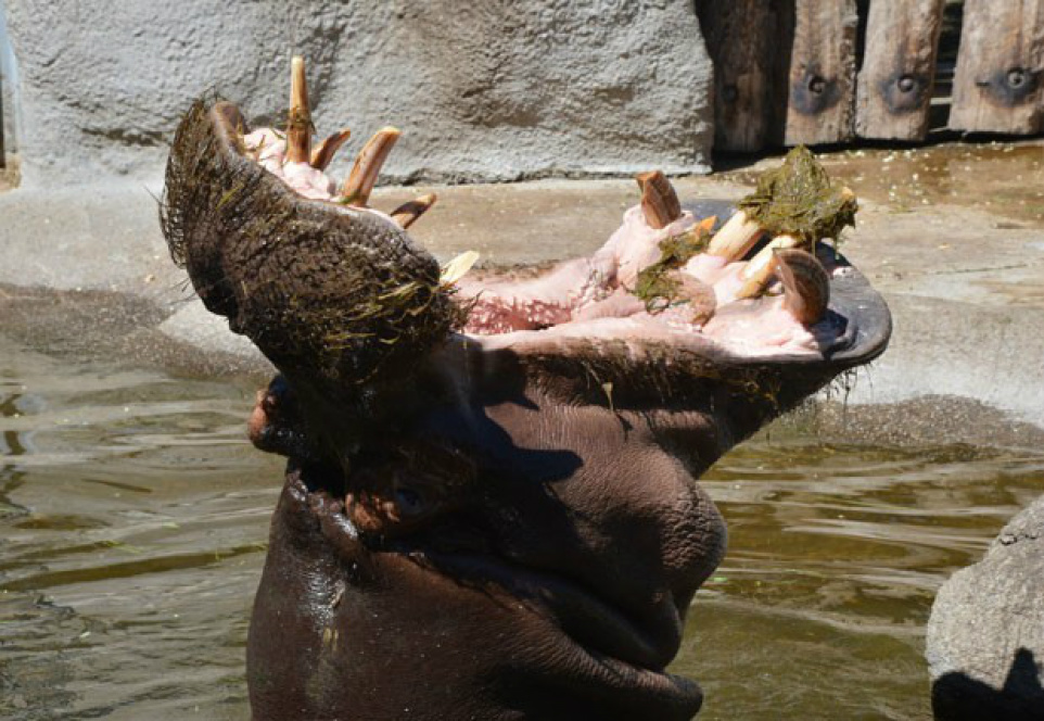 Hipopótamo abre a boca quase em ângulo de 180º em zoo alemão
