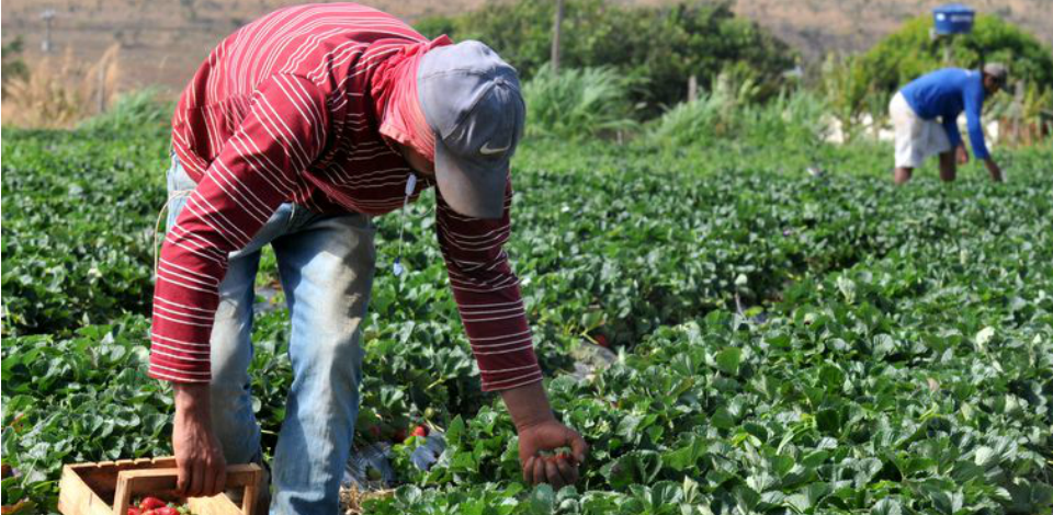Orgãos federais estão com chamadas públicas abertas para agricultura familiar Os processos de compra integram o Programa de Aquisição de Alimentos.