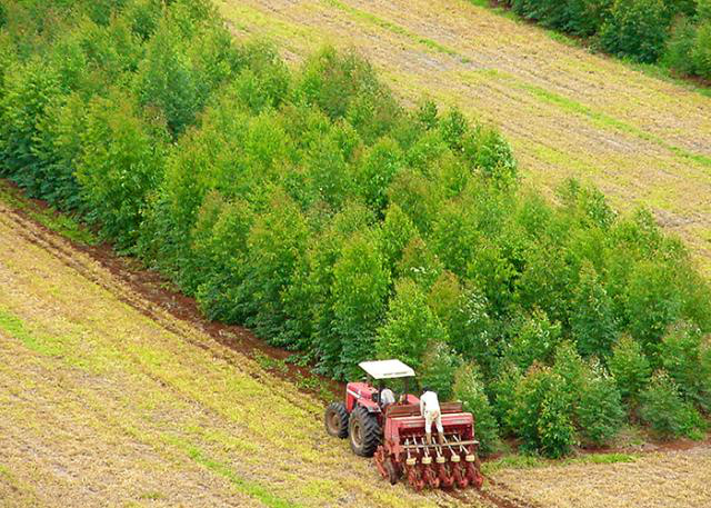 Pesquisa mostra avanço na agropecuária sustentável brasileira Adoção de sistemas ILPF tem crescido no Brasil - Foto: Karina Purolnik
