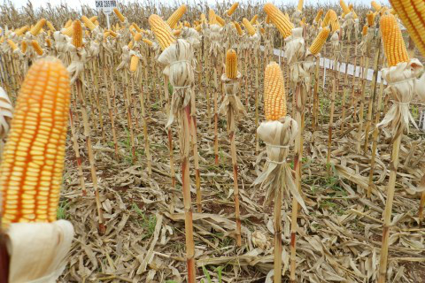 Foto: Assessoria de Imprensa Sistema Famasul