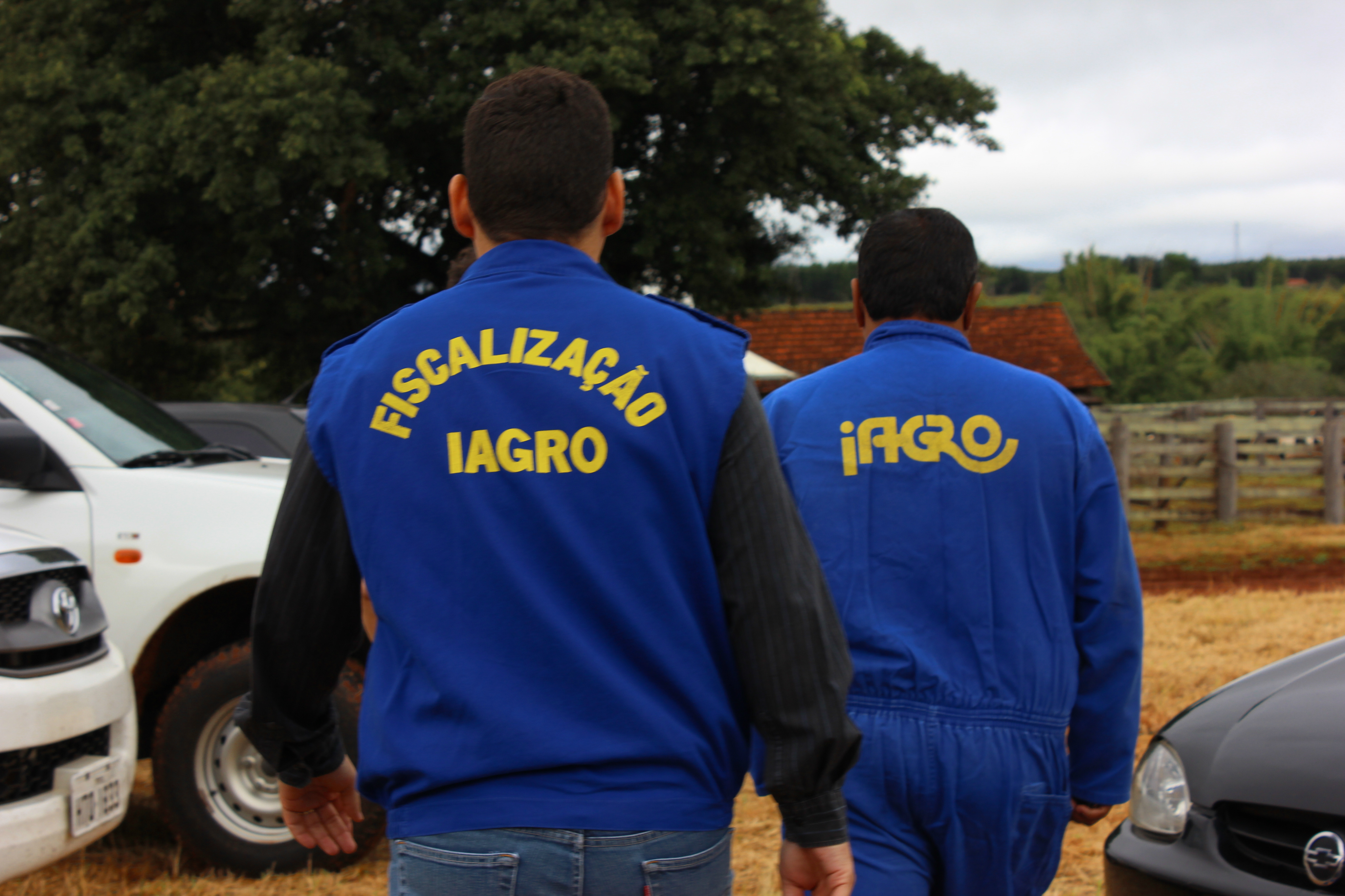 Governo divulga novo Valor Real Pesquisado para o gado suíno no Estado Governo divulga novo Valor Real Pesquisado para o gado suíno no Estado
