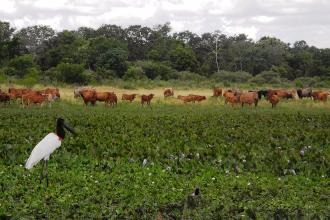 Embrapa traça perfil produtivo da região pantaneira Estudos investigam características econômicas e ambientais do Pantanal
