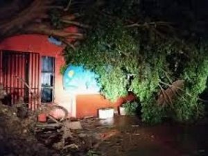 Árvore caída em Três Lagoas (Foto: JP News)