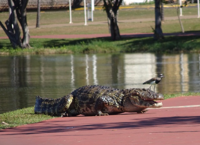 Conheça o jacaré-de-papo-amarelo Pesquisadora da Embrapa Pantanal fala sobre as características da espécie - Foto: Zilca Campos