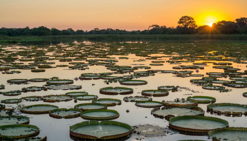 Pantanal: como a natureza construiu a maior planície que alagada do planeta? Pantanal: como a natureza construiu a maior planície que alagada do planeta?