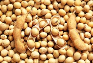 Brasil deve produzir 114,566 milhões de toneladas de soja Brasil deve produzir 114,566 milhões de toneladas de soja