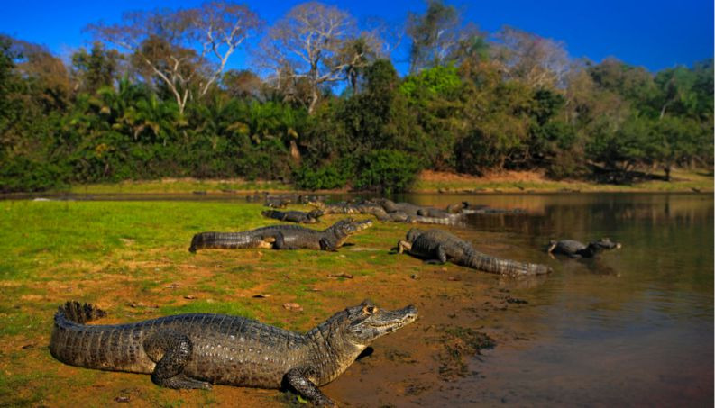Pantanal: como a natureza construiu a maior planície que alagada do planeta? Pantanal: como a natureza construiu a maior planície que alagada do planeta?