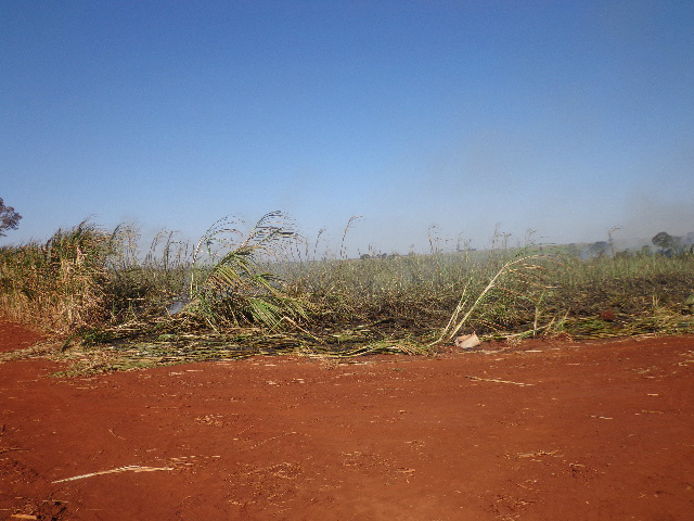 PMA autua usina sulcroalcooleira por incêndio em cana sem autorização