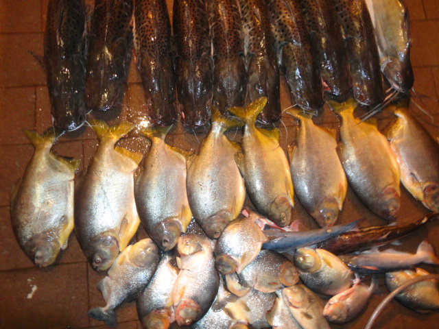 PMA prende pescador com 114 kg de pescado